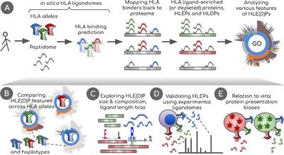 HLA variants have different preferences to present proteins with specific molecular functions which are complemented in frequent haplotypes